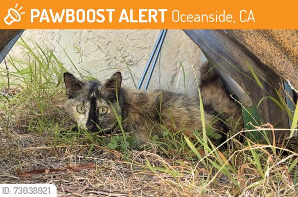 Found/Stray Female Cat last seen Oceanside Unified School District, Oceanside, CA 92054