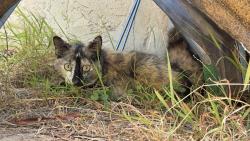 Found/Stray Female Cat last seen Oceanside Unified School District, Oceanside, CA 92054