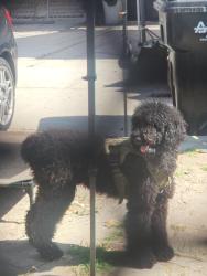 Reunited Female Dog last seen Perry and Gage, Bell Gardens, CA 90201