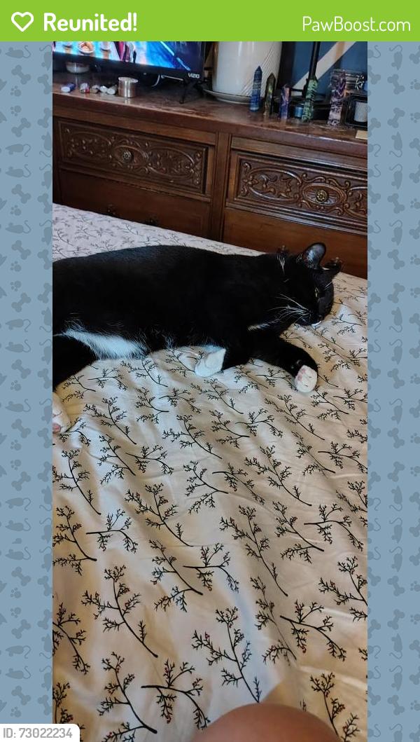 Reunited Male Cat last seen Near n reservoir st, Lancaster, PA 17602