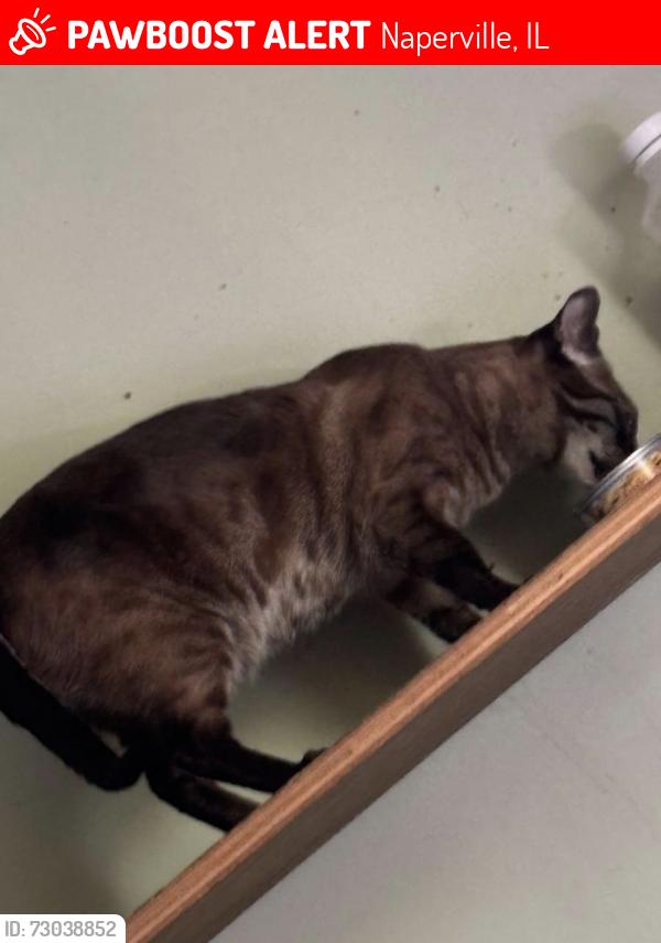 Lost Female Cat last seen Tamarack ave & Hercules ln , Naperville, IL 60540
