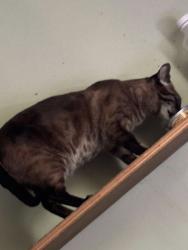 Lost Female Cat last seen Tamarack ave & Hercules ln , Naperville, IL 60540