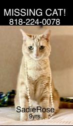 Lost Female Cat last seen Ventura blvd., Los Angeles, CA 91367