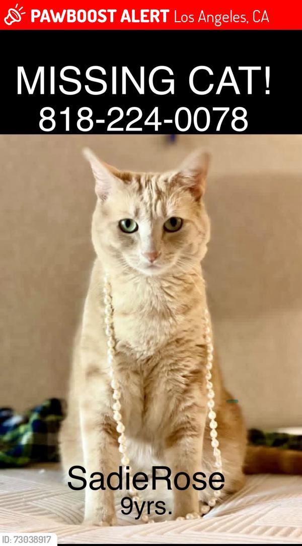 Lost Female Cat last seen Ventura blvd., Los Angeles, CA 91367