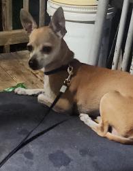 Reunited Female Dog last seen Becker Rd & Port Saint Lucie Blvd, Port St. Lucie, FL 34953