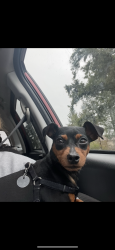 Lost Male Dog last seen 285th st , Maple Valley, WA 98038