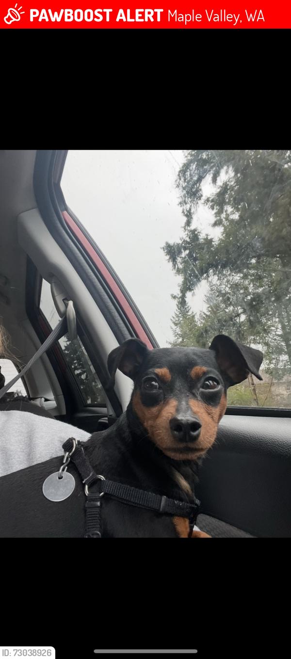Lost Male Dog last seen 285th st , Maple Valley, WA 98038