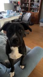 Found/Stray Male Dog last seen Turkey creek and MLK, Plant City, FL 33566