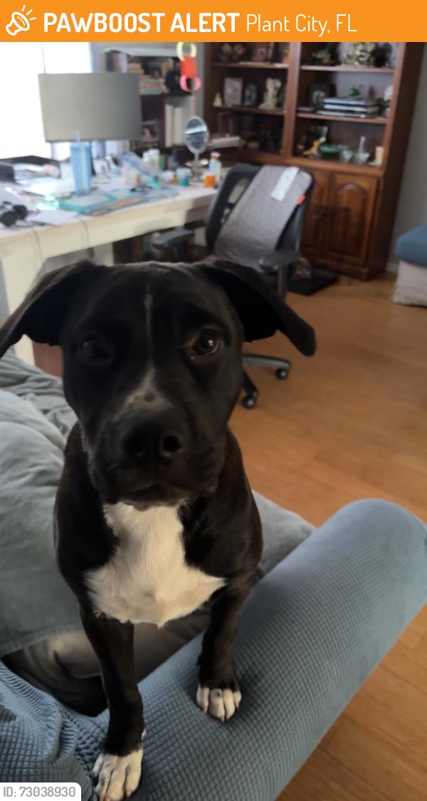 Found/Stray Male Dog last seen Turkey creek and MLK, Plant City, FL 33566