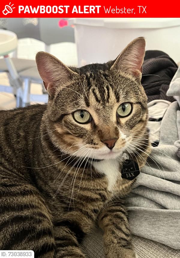 Lost Male Cat last seen Pipers meadow dr, Webster, TX 77598