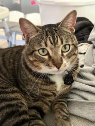 Lost Male Cat last seen Pipers meadow dr, Webster, TX 77598