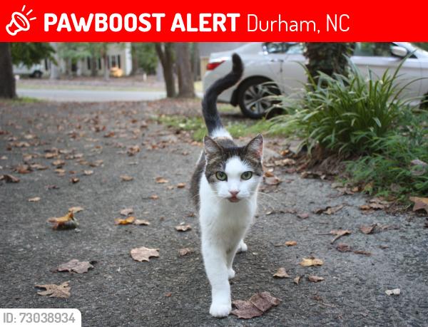 Lost Female Cat last seen Russel Rd, Durham, NC 27712