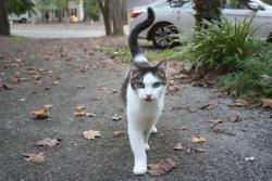 Lost Female Cat last seen Russel Rd, Durham, NC 27712