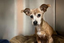 Shelter Stray Male Dog last seen , 957 N Gaffey St, San Pedro, CA 90731, USA