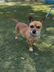 Shelter Stray Female Dog last seen , West Valley Animal Shelter, 20655 Plummer St, Chatsworth, CA 91311, USA