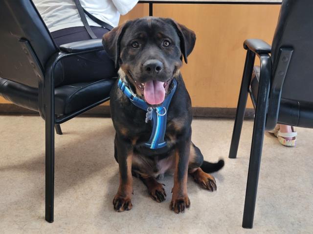 Shelter Stray Male Dog last seen , 957 N Gaffey St, San Pedro, CA 90731, USA