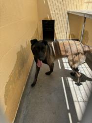Shelter Stray Male Dog last seen , West Valley Animal Shelter, 20655 Plummer St, Chatsworth, CA 91311, USA