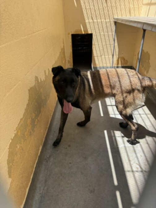 Shelter Stray Male Dog last seen , West Valley Animal Shelter, 20655 Plummer St, Chatsworth, CA 91311, USA
