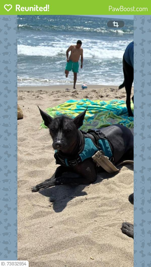 Reunited Female Dog last seen Exposition Crenshaw, Los Angeles, CA 90016