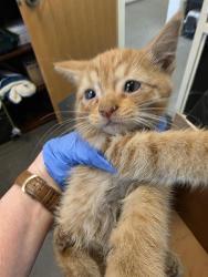Shelter Stray Male Cat last seen Near BLOCK S CONSTITUTION BLVD, 4522 W 3500 S, West Valley City, UT 84120, USA