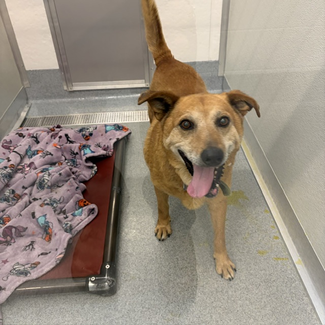 Shelter Stray Male Dog last seen Near, 2600 S Harding St, Indianapolis, IN 46221, USA