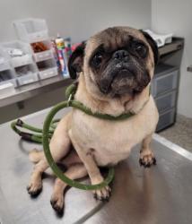 Shelter Stray Female Dog last seen W MCNICHOLS RD & ROSEMONT AVE DETROIT, MI 48219, 7401 Chrysler Dr, Detroit, MI 48211, USA