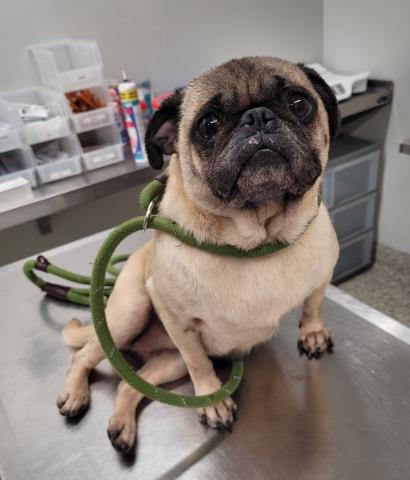 Shelter Stray Female Dog last seen W MCNICHOLS RD & ROSEMONT AVE DETROIT, MI 48219, 7401 Chrysler Dr, Detroit, MI 48211, USA