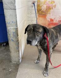 Shelter Stray Male Dog last seen Near BLOCK W FAIRVIEW DR, 333 Chandler Pl, San Bernardino, CA 92408, USA