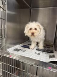 Shelter Stray Female Dog last seen , 14409 Vanowen St, Van Nuys, CA 91405, USA