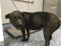 Shelter Stray Female Dog last seen JACKSON ST / AVE 50TH, INDIO 92201, Thousand Palms, CA, USA