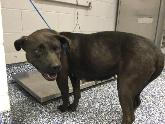 Shelter Stray Female Dog last seen JACKSON ST / AVE 50TH, INDIO 92201, Thousand Palms, CA, USA