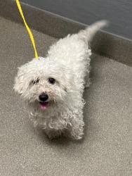 Shelter Stray Male Dog last seen Near BLOCK OPPONENTS RIDGE ST, NORTH LAS VEGAS NV 89032, 655 N Mojave Rd, Las Vegas, NV 89101, USA