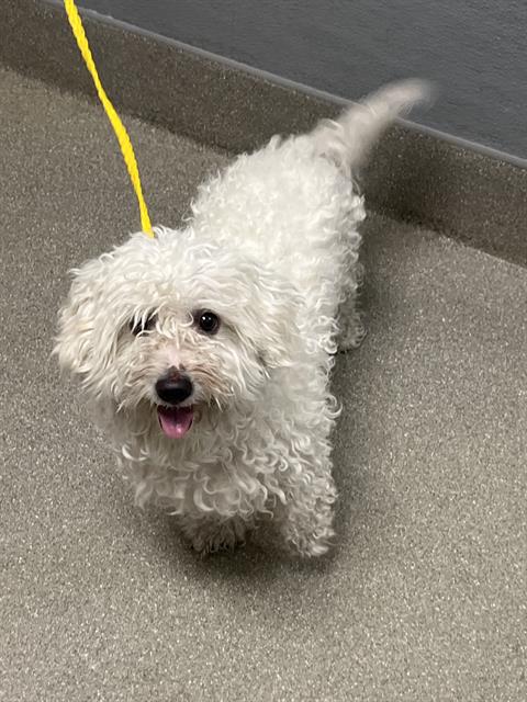 Shelter Stray Male Dog last seen Near BLOCK OPPONENTS RIDGE ST, NORTH LAS VEGAS NV 89032, 655 N Mojave Rd, Las Vegas, NV 89101, USA