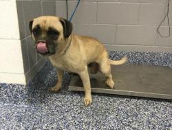 Shelter Stray Male Dog last seen JACKSON ST / AVE 50TH, INDIO 92201, Thousand Palms, CA, USA