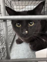 Shelter Stray Female Cat last seen Near BLOCK SCOTT ROBINSON BLVD, NORTH LAS VEGAS NV 89032, 655 N Mojave Rd, Las Vegas, NV 89101, USA