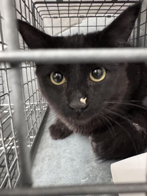 Shelter Stray Female Cat last seen Near BLOCK SCOTT ROBINSON BLVD, NORTH LAS VEGAS NV 89032, 655 N Mojave Rd, Las Vegas, NV 89101, USA