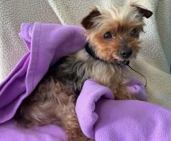 Shelter Stray Male Dog last seen , 4275 Elton St, Baldwin Park, CA 91706, USA