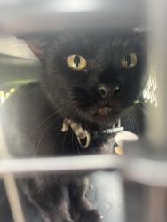 Found/Stray Unknown Cat last seen State rd, Cleveland, OH 44109