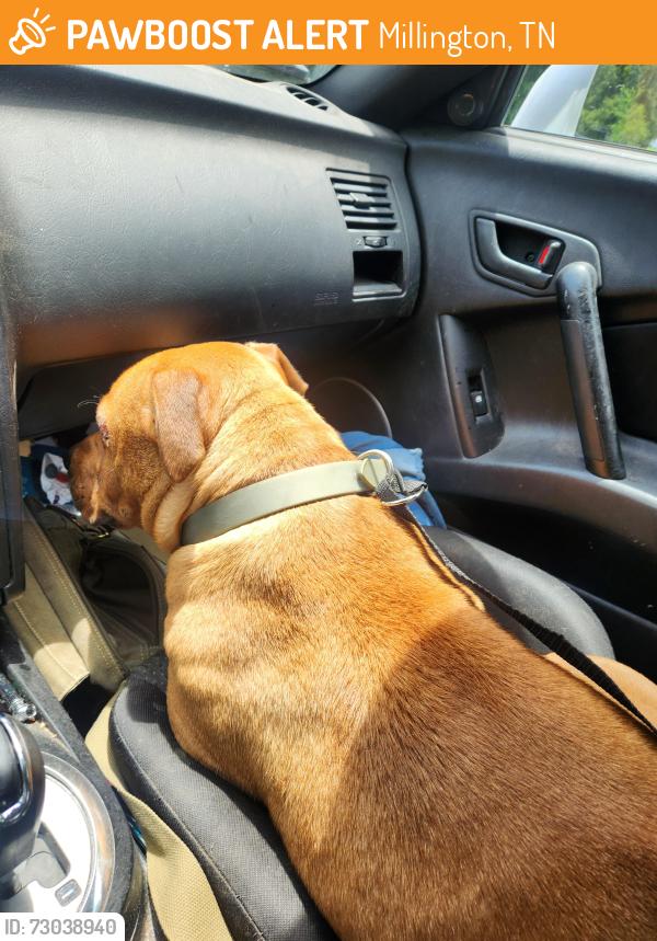 Found/Stray Male Dog last seen On my property off of pleasant ridge road., Millington, TN 38053