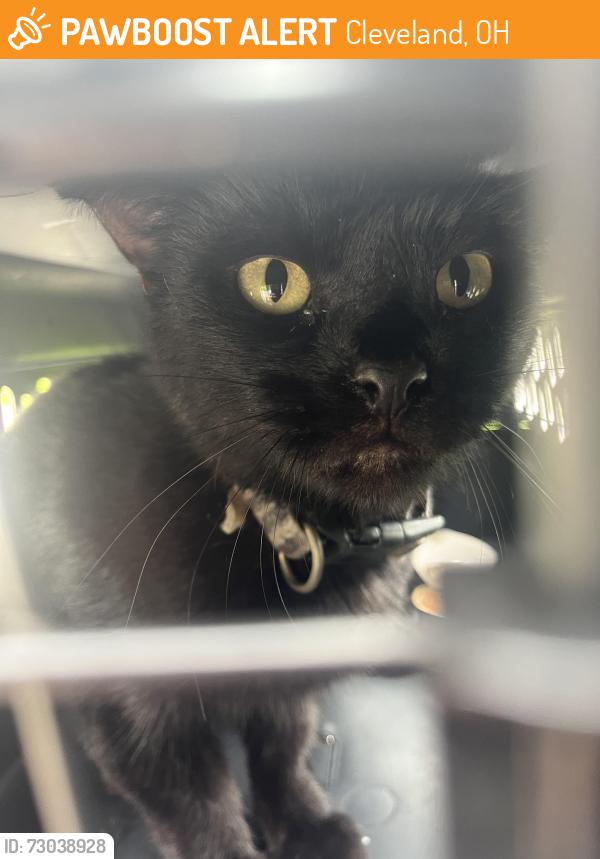 Found/Stray Unknown Cat last seen State rd, Cleveland, OH 44109