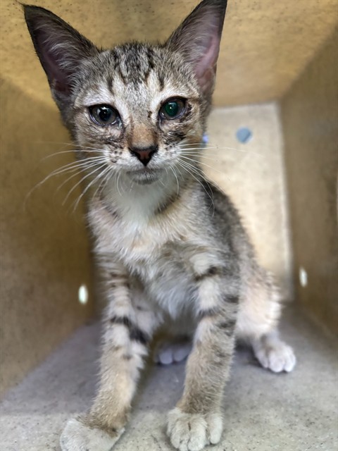 Shelter Stray Male Cat last seen , 4275 Elton St, Baldwin Park, CA 91706, USA