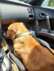 Found/Stray Male Dog last seen On my property off of pleasant ridge road., Millington, TN 38053