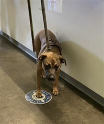 Shelter Stray Female Dog last seen , 1850 W 60th St, Los Angeles, CA 90047, USA
