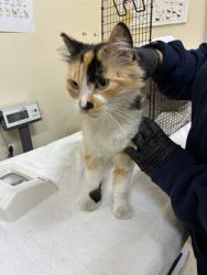 Shelter Stray Female Cat last seen FREMONT PD - LOS BANOS, 1950 Stevenson Blvd, Fremont, CA 94538, USA