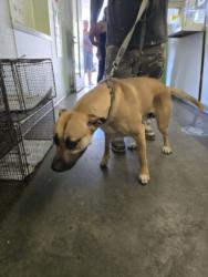 Shelter Stray Male Dog last seen , 1850 W 60th St, Los Angeles, CA 90047, USA