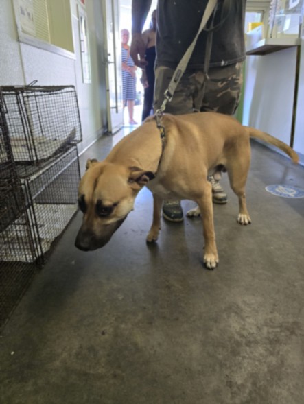 Shelter Stray Male Dog last seen , 1850 W 60th St, Los Angeles, CA 90047, USA