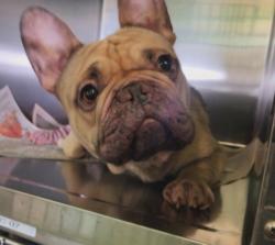 Shelter Stray Male Dog last seen , 1850 W 60th St, Los Angeles, CA 90047, USA