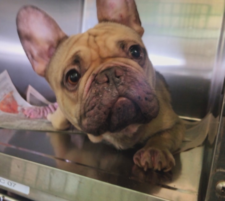 Shelter Stray Male Dog last seen , 1850 W 60th St, Los Angeles, CA 90047, USA