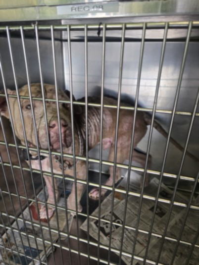 Shelter Stray Male Dog last seen , 1850 W 60th St, Los Angeles, CA 90047, USA