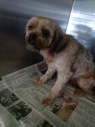 Shelter Stray Male Dog last seen , 1850 W 60th St, Los Angeles, CA 90047, USA